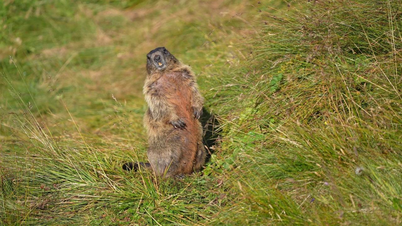 土拨鼠(Marmota Marmota)，产于山地视频素材