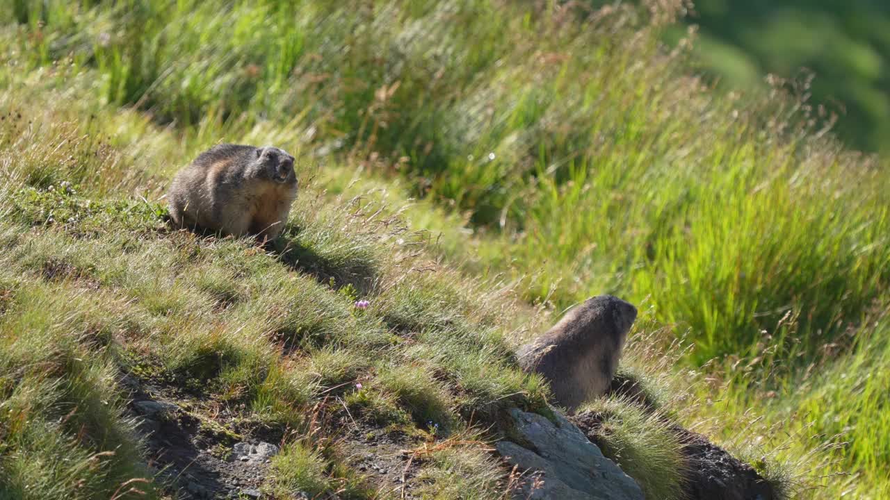 土拨鼠(Marmota Marmota)，山地草地上的两种动物视频素材