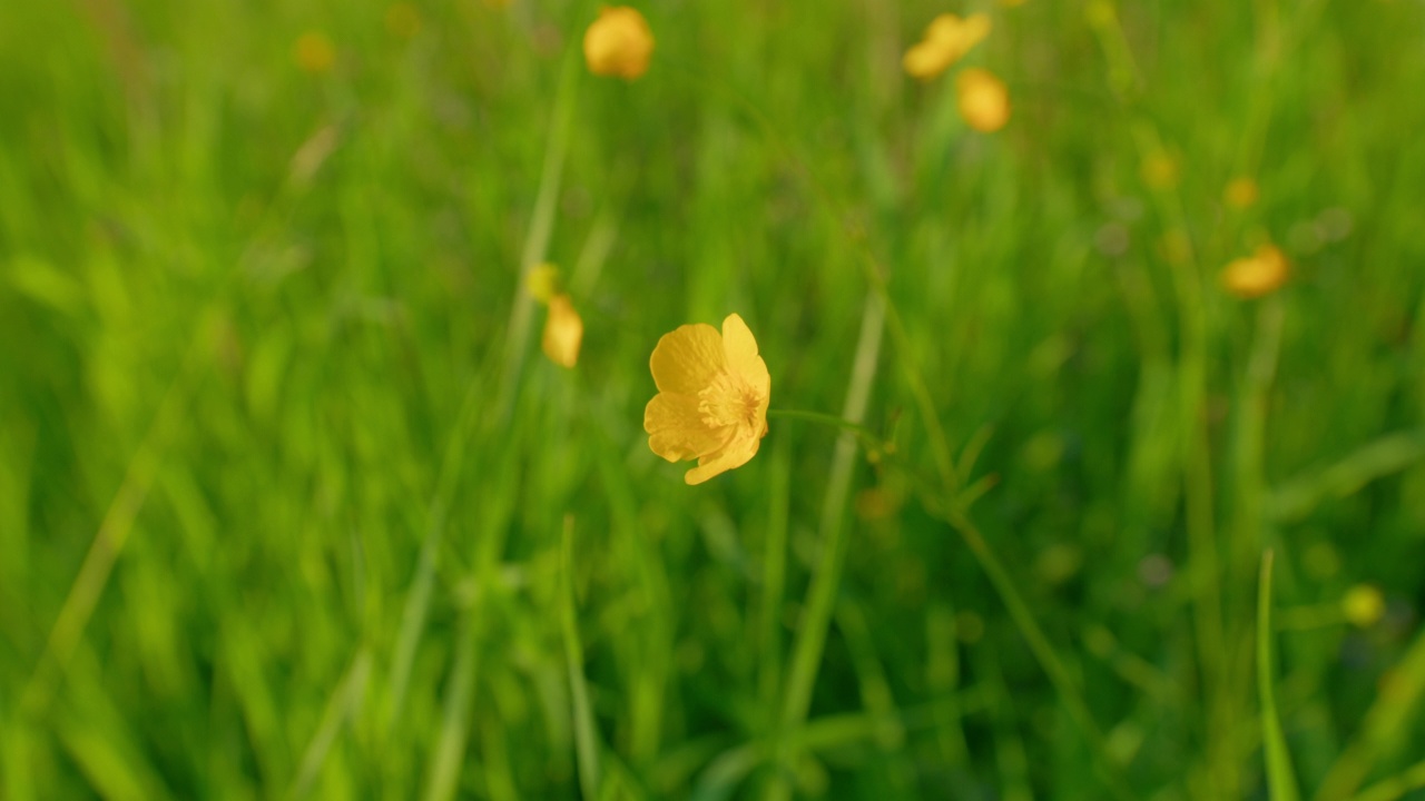 菖蒲属的黄色花。毛茛黄色的花在草地上绿色的草背景。静态的。视频素材