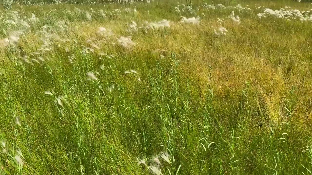 微风自然田野风高吹沙滩草草地杂草流动视频树叶草的背景多风的晴天夏天宁静微风的背景视频素材