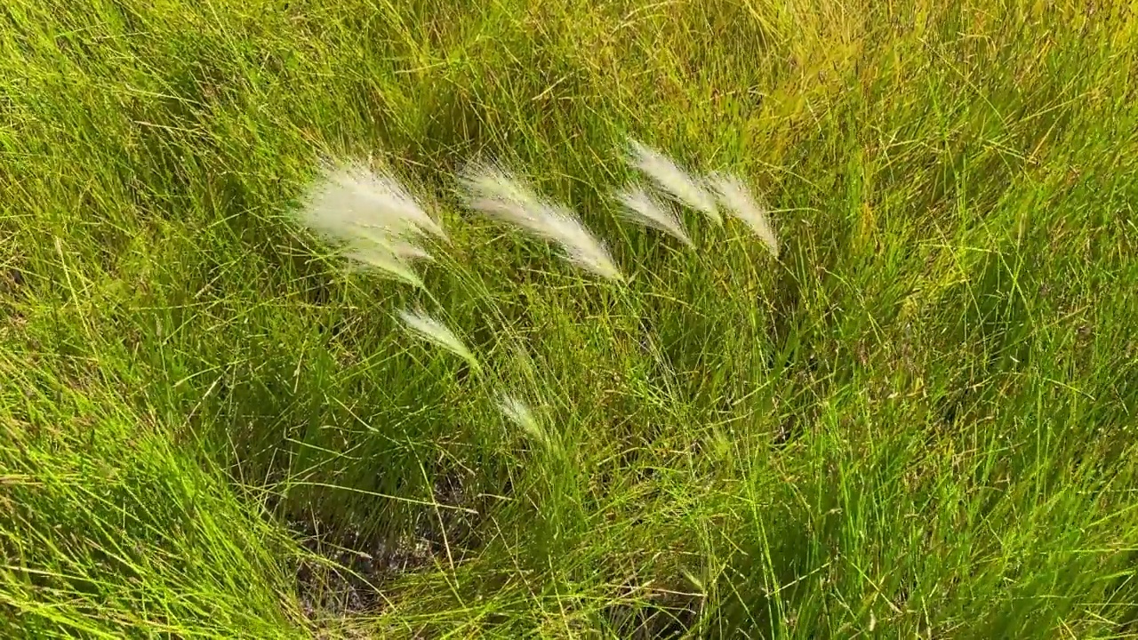 风高吹沙滩草草地杂草流动的微风视频自然田野树叶草背景风晴天夏天宁静的背景视频素材