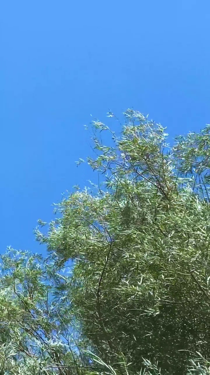 微风自然树木吹天气田野蓝天有风晴天春风视频树叶后院背景垂直微风背景视频下载