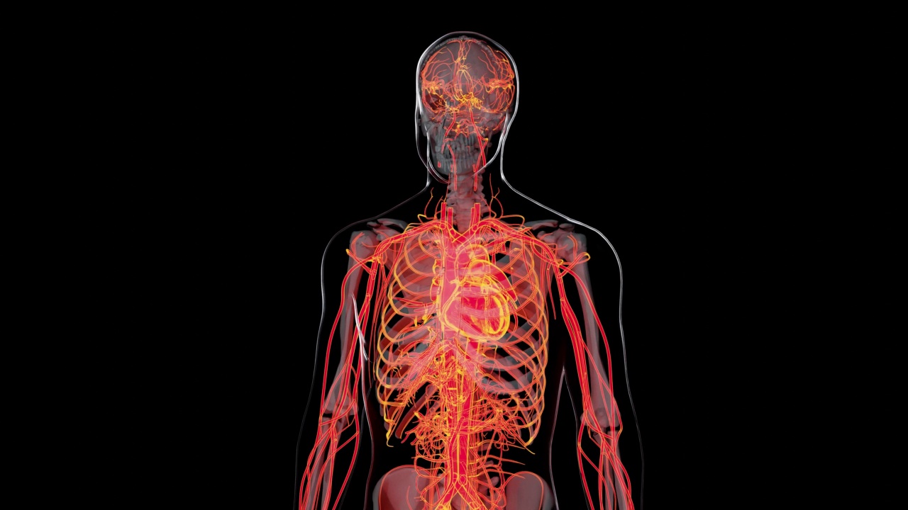人体动脉和静脉循环系统，心脏和动脉血管的医学精确动画，3d渲染视频素材