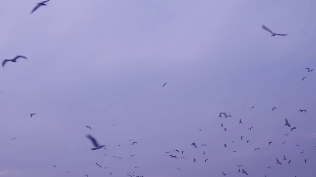 伊斯坦布尔的下午，许多海鸥飞过金角岛上空视频素材