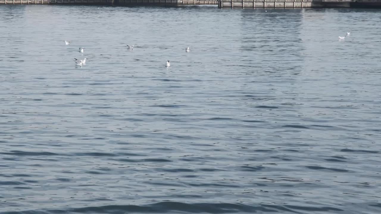 冬天有许多海鸥在海面上游泳视频素材