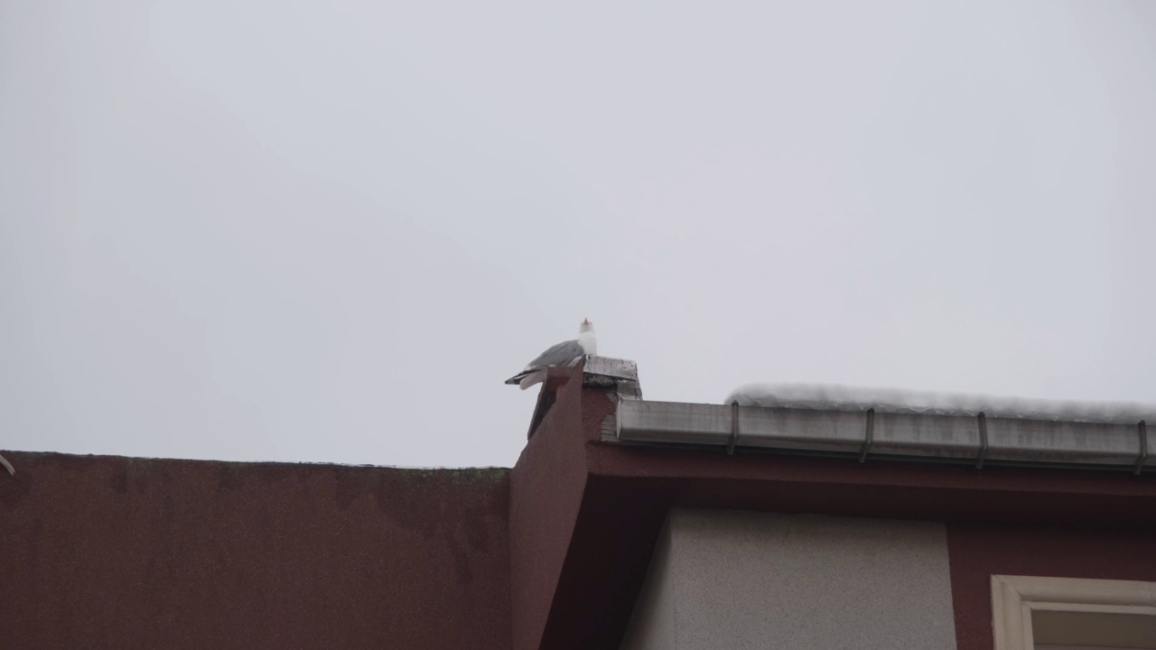 伊斯坦布尔一座建筑的屋顶上，一只海鸥用叫声呼唤其他鸟类视频素材