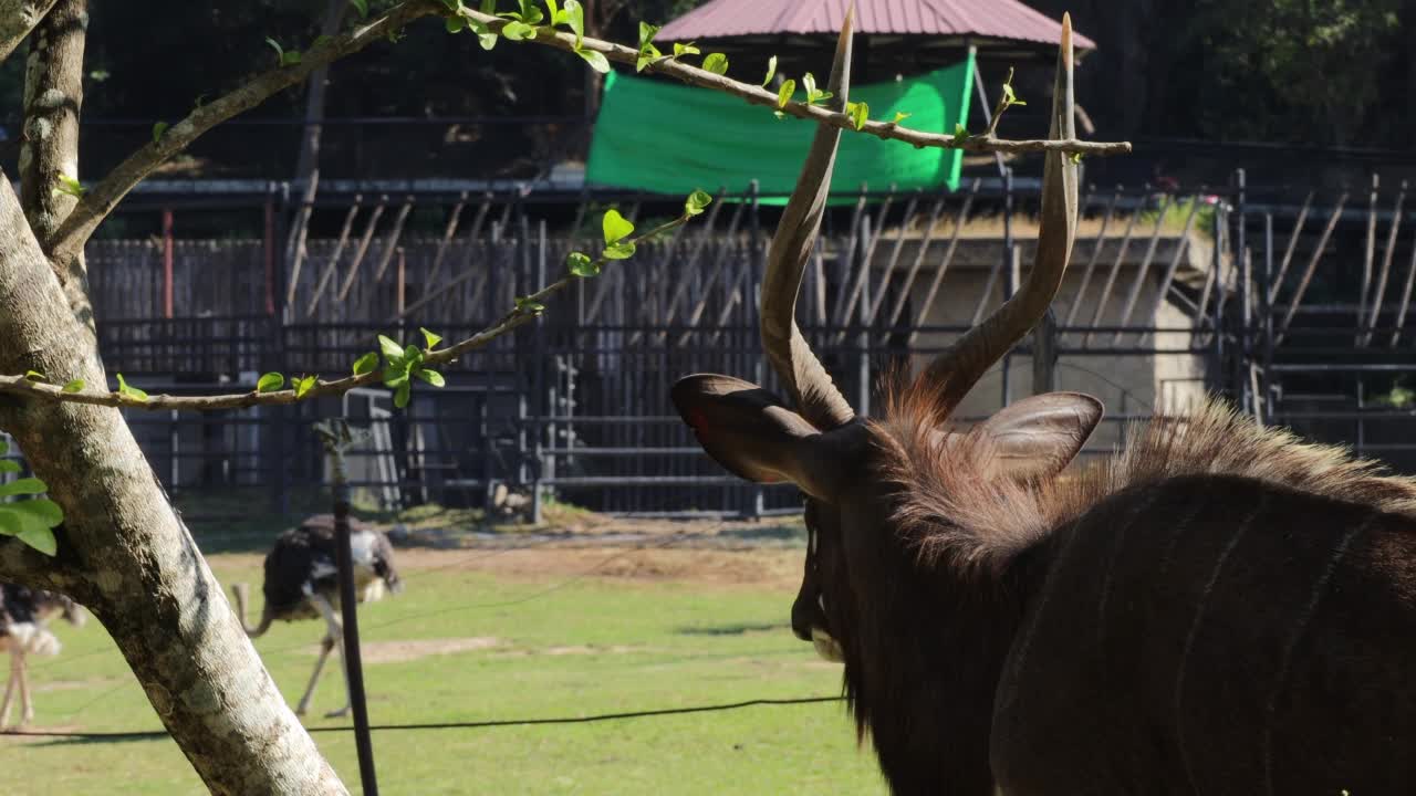 开放动物园里的一只雄性非洲羚羊的特写。视频下载