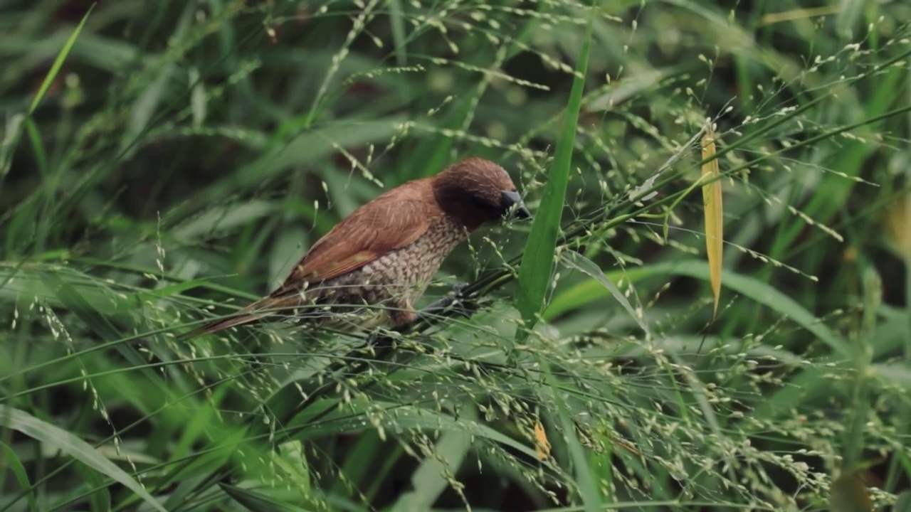 自然界中鸟类的慢动作视频素材