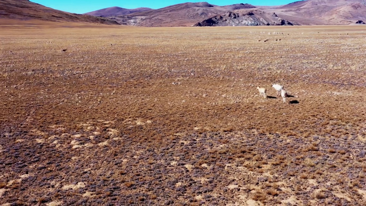 可可西里的一只藏羚羊，可可西里是中国西藏的一个无人居住的自然美景。视频素材
