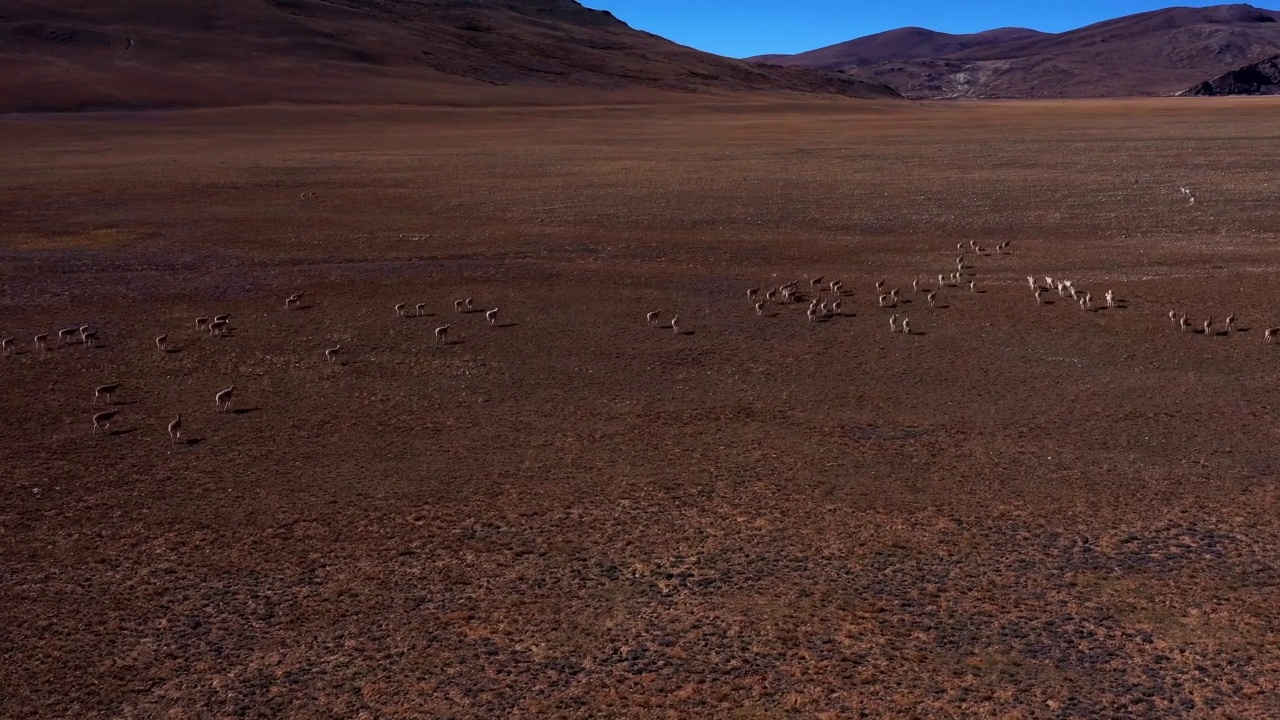 可可西里的一只藏羚羊，可可西里是中国西藏的一个无人居住的自然美景。视频素材