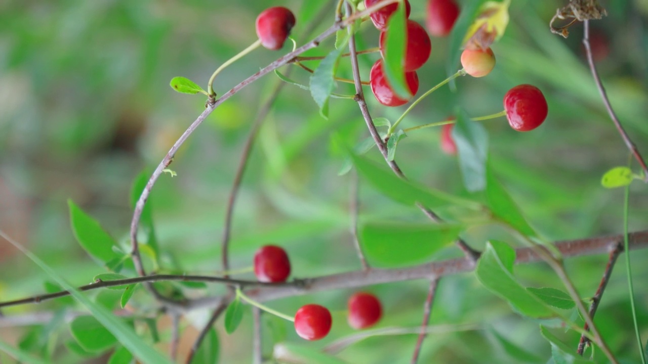 红色的樱桃挂在樱桃树上的树枝上，背景模糊。挂在樱桃枝上的樱桃。垂直视频视频素材