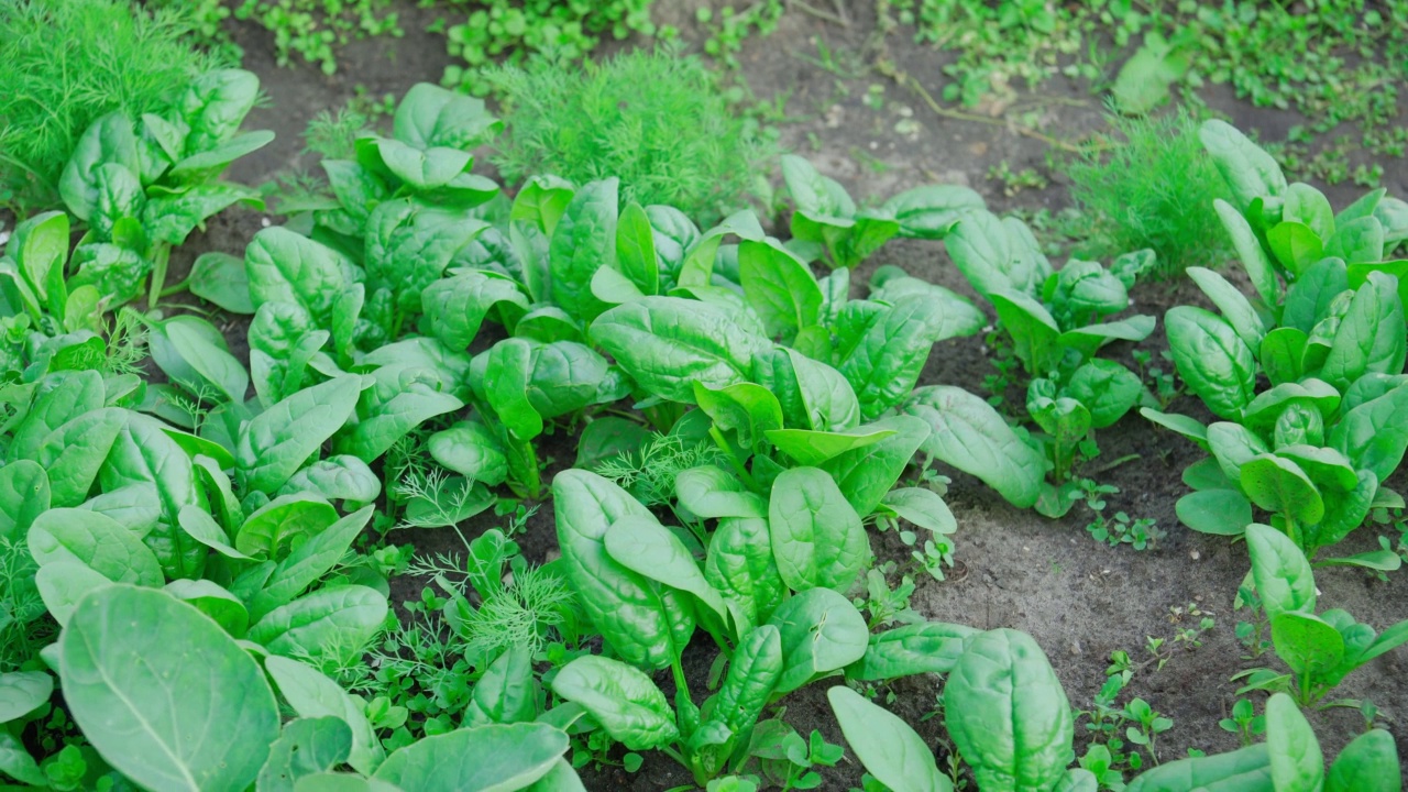 绿菠菜生长在蔬菜农场的花园里。在你自己的菜园里种植健康食品视频下载