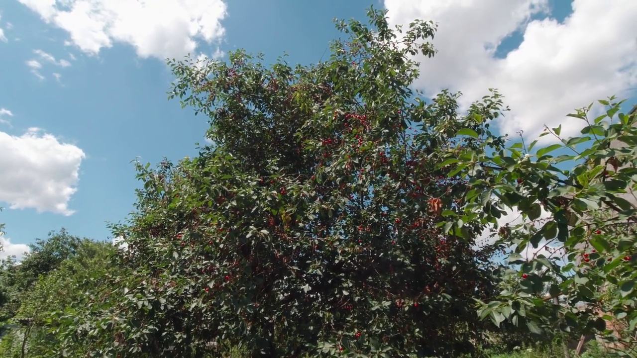 一棵有樱桃和浆果的树视频素材