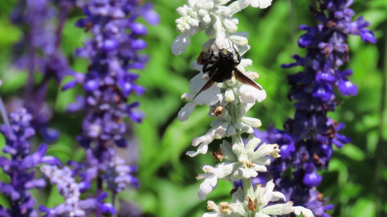 大黄蜂在鼠尾草田里的蓝色花朵上授粉。视频素材