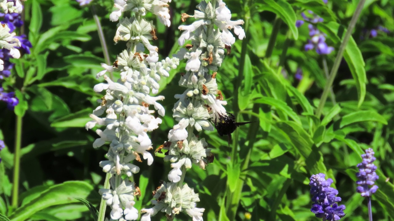 大黄蜂在鼠尾草田里的蓝色花朵上授粉。视频素材