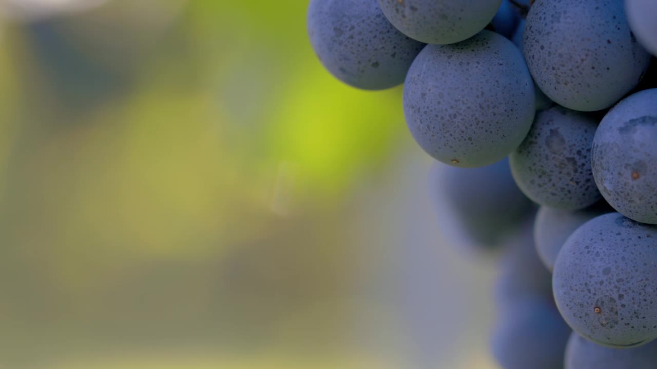 成熟的蓝葡萄的细节视频下载