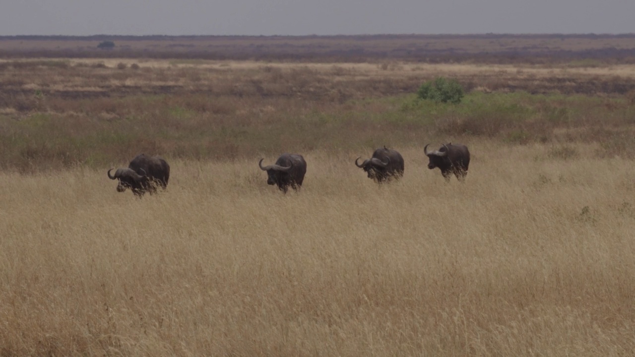 非洲水牛或Cape buffalo(非洲水牛)视频素材
