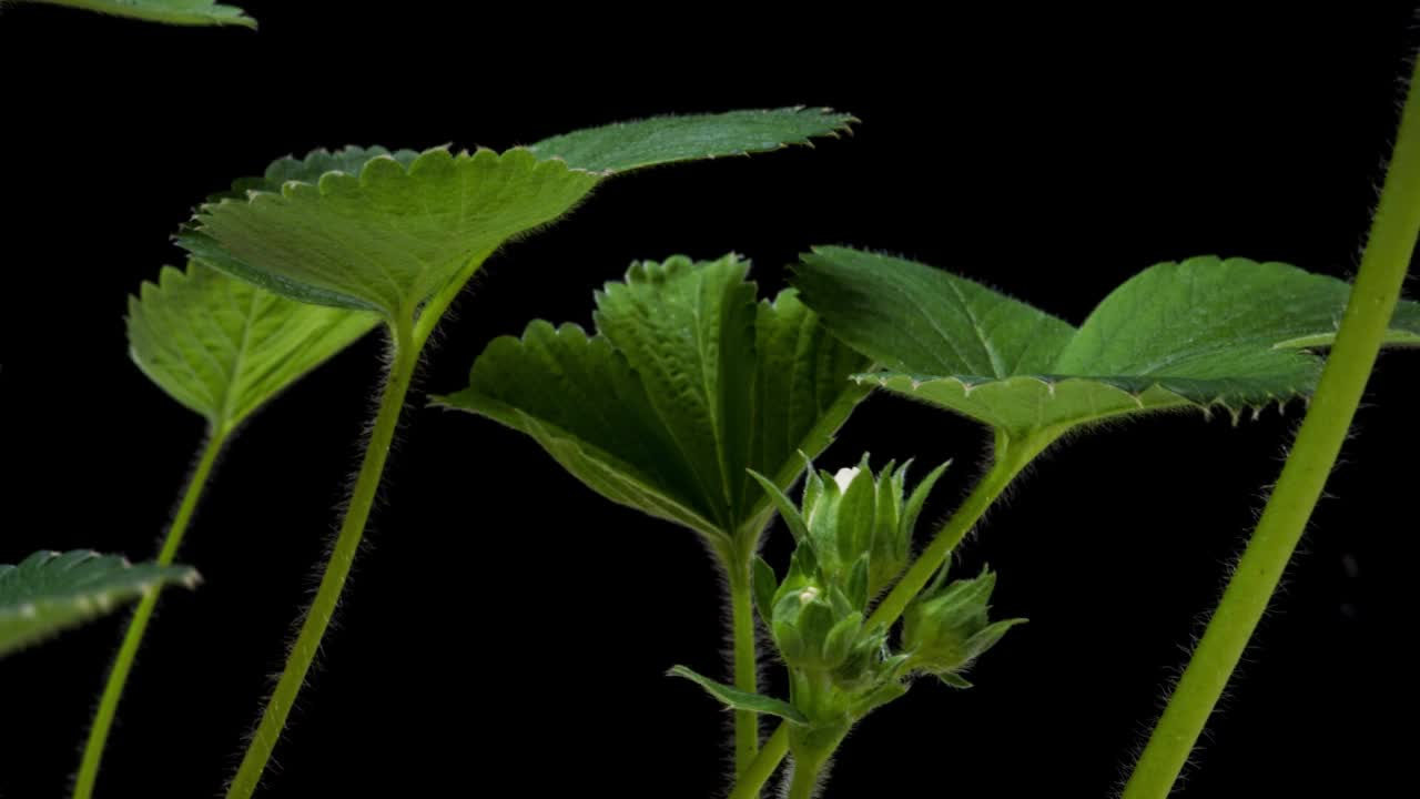 使用ALPHA透明通道的PNG格式草莓2a1的生长和开花延时，隔离在黑色背景上视频下载