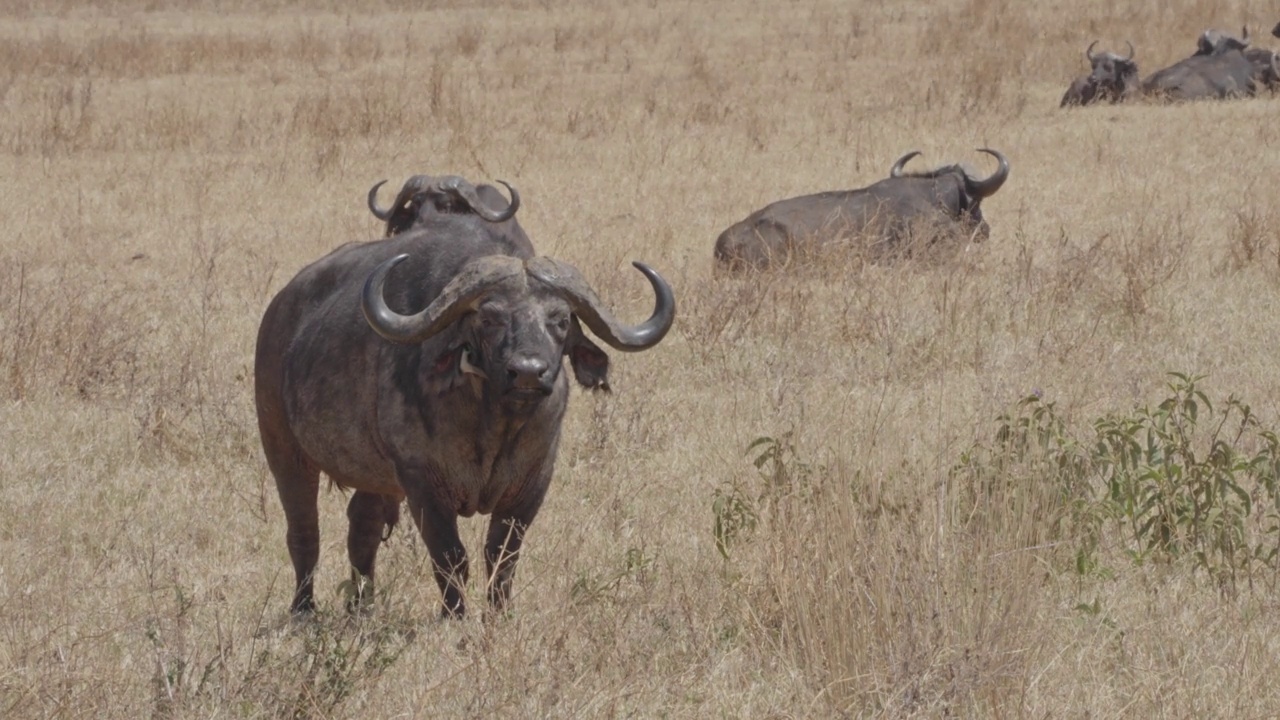非洲水牛或Cape buffalo(非洲水牛)视频素材