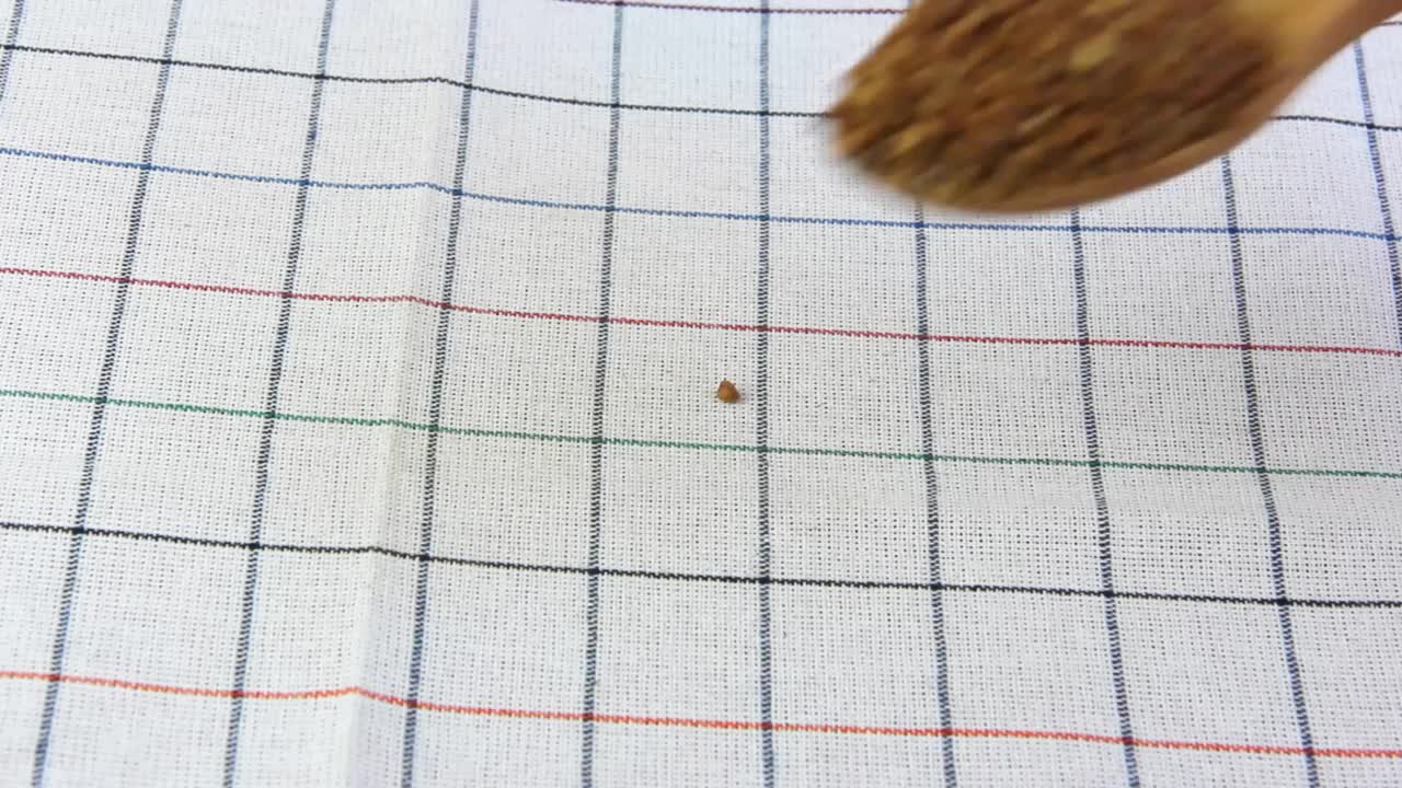 小粒棕色荞麦用木勺倒在白色抹布的背景上视频素材