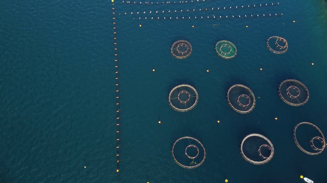 航拍无人机俯瞰清澈海水中的养鱼。养各种鱼的圆笼子视频素材