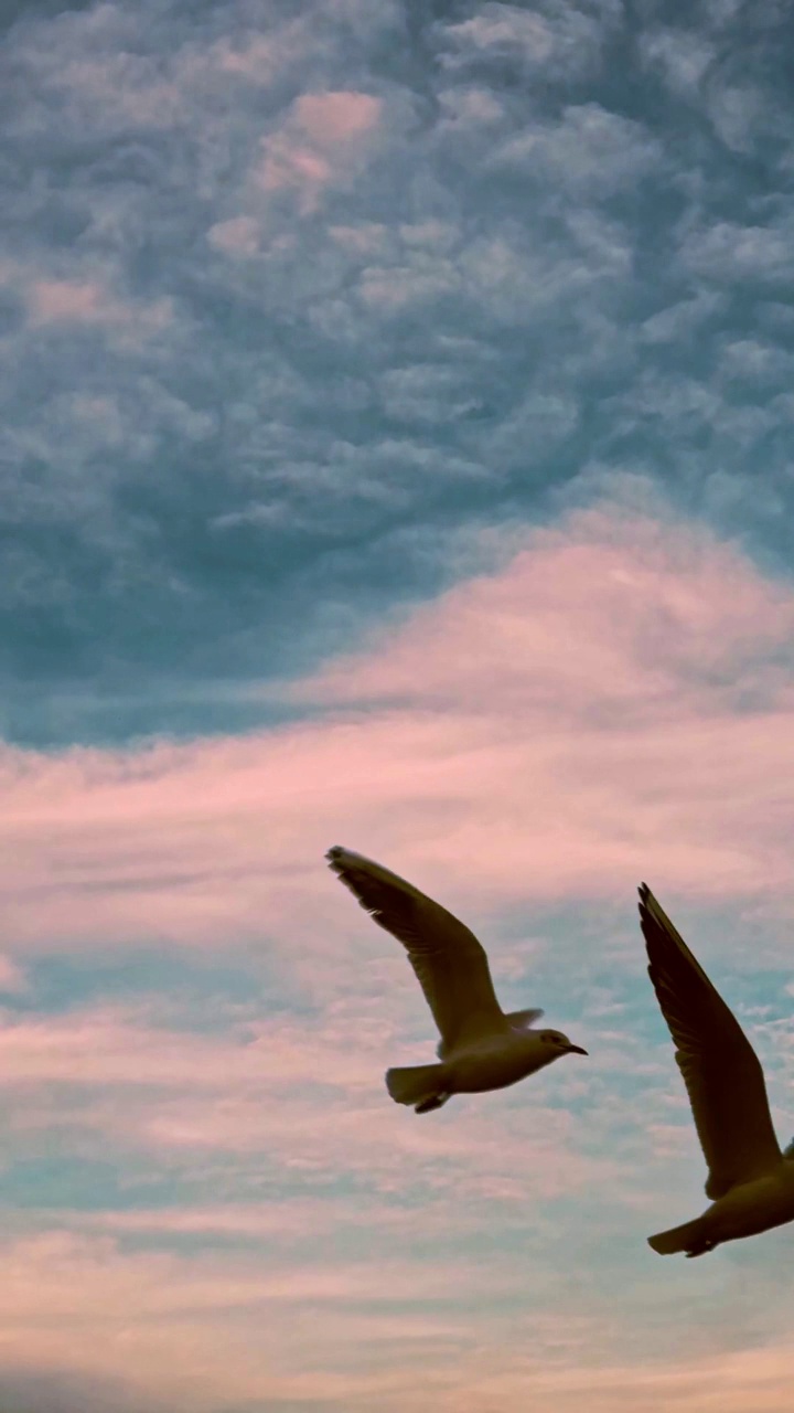 海鸥在天空视频下载