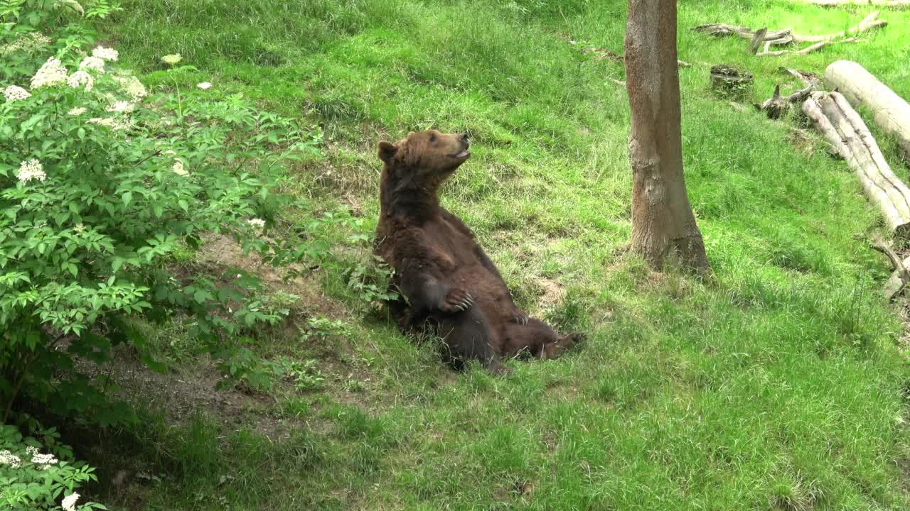 正在森林里休息的棕熊视频下载