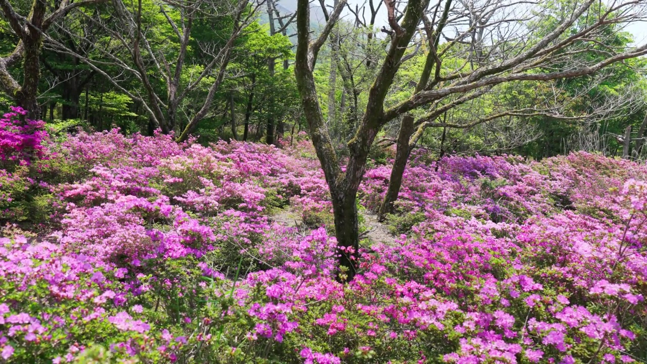 十佳原的自然风光与盛开的日本杜鹃花视频下载