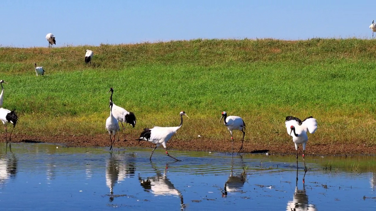 扎龙湿地的丹顶鹤视频下载