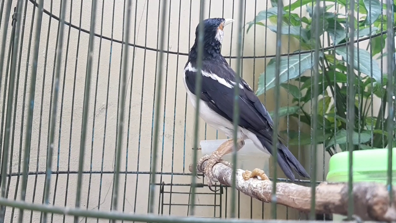 一只被关在笼子里的叫jalak suren的鸟视频素材