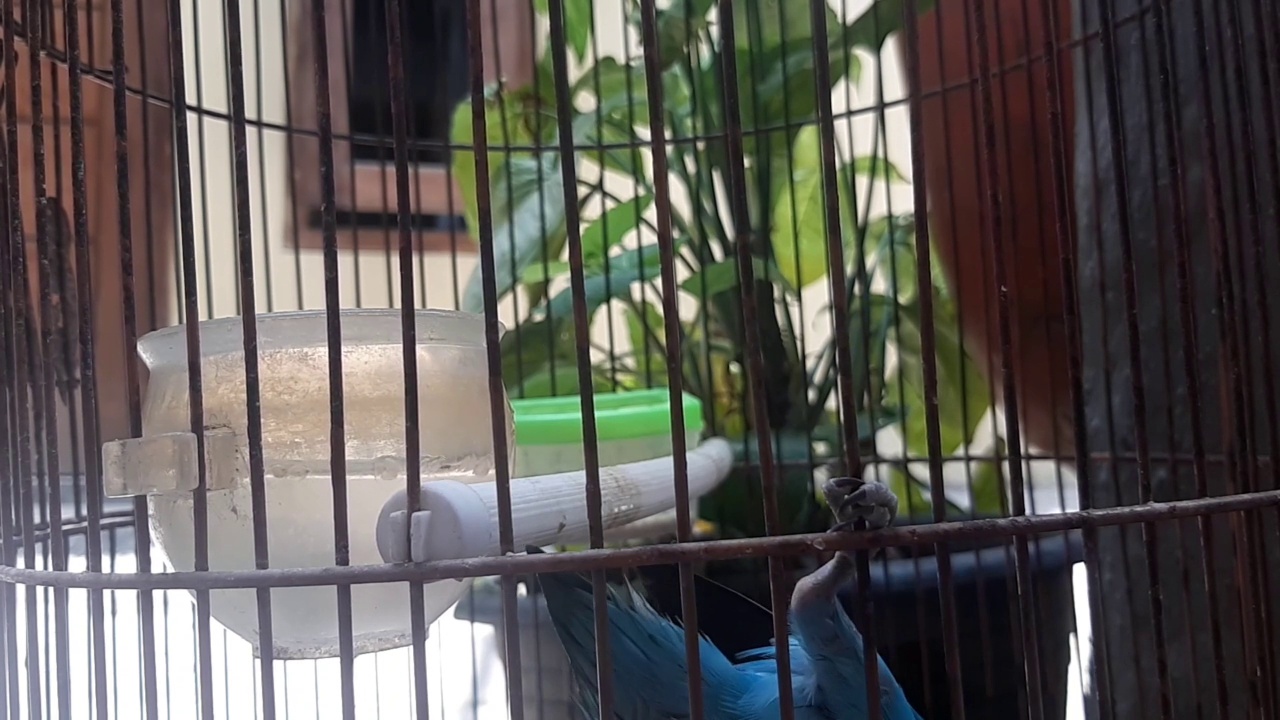 蓝色的爱情鸟芒果正在笼子里爬视频素材