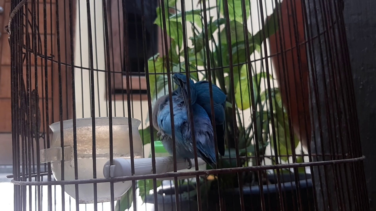 蓝色的爱情鸟在黑色的笼子里渴望视频素材