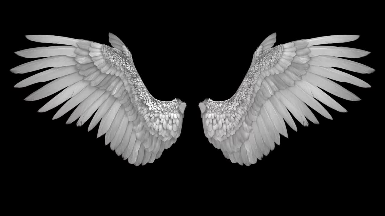 天使翅膀的循环视频下载