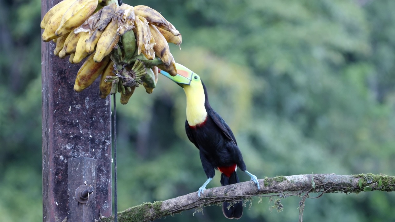 龙嘴巨嘴鸟栖息在树枝上吃香蕉视频下载