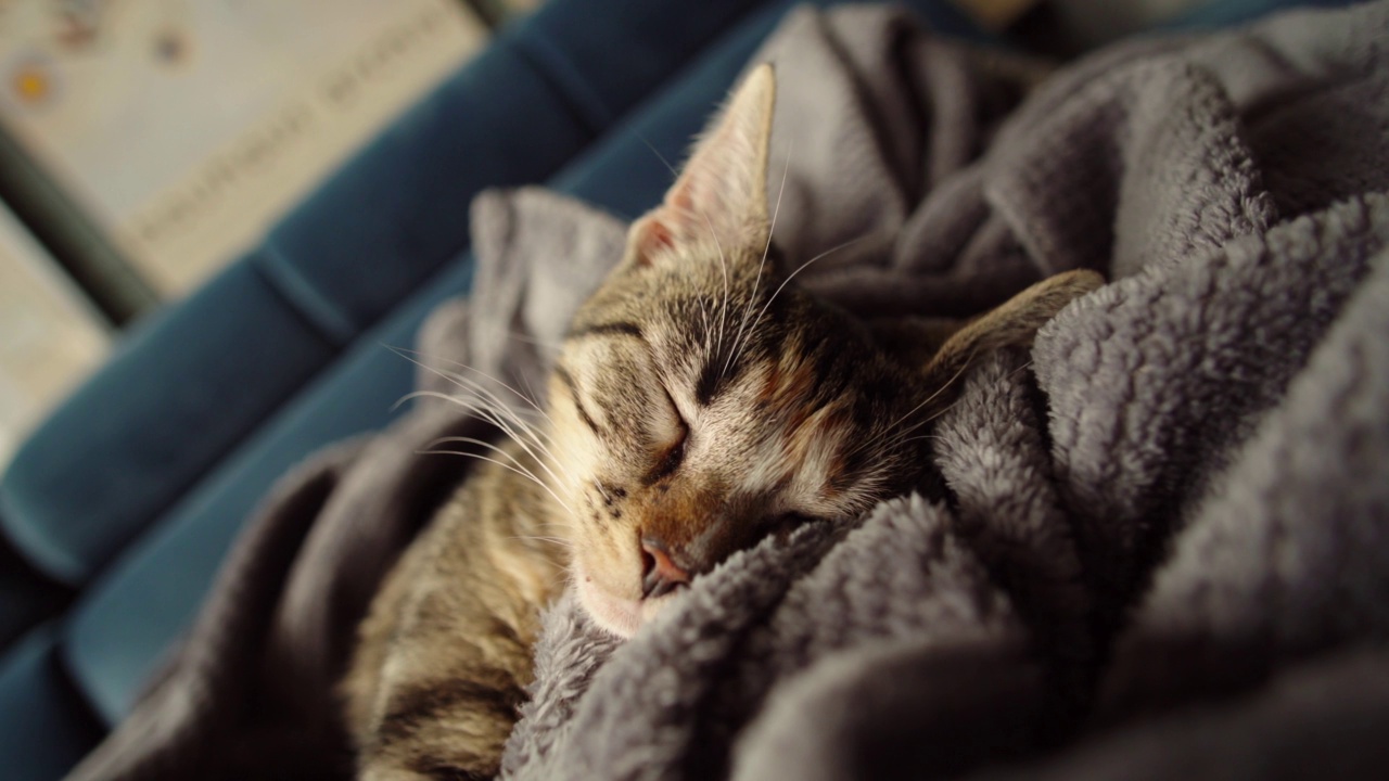 可爱的虎斑猫睡在毯子上视频素材