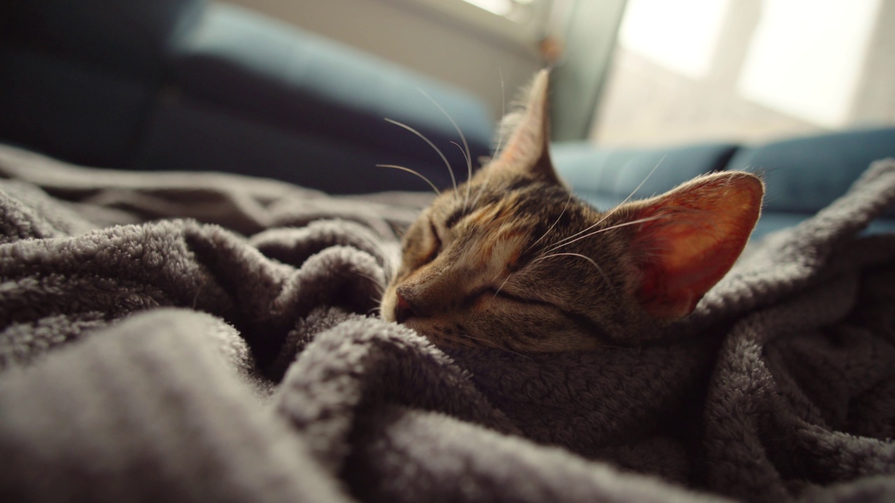 可爱的虎斑猫睡在毯子上视频素材
