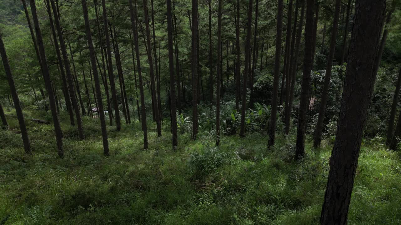 无人机俯瞰森林内部视频素材