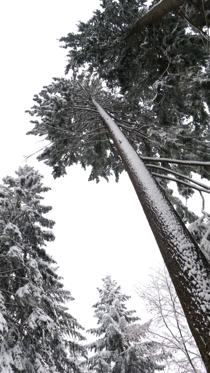 冬季神秘雪林的垂直灰度图视频下载