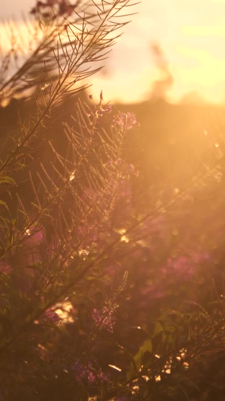 日落时草地上花朵的垂直视图视频下载