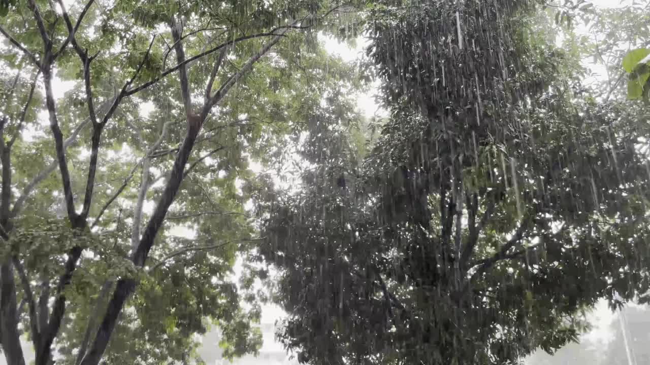 今天是第一天下暴雨。视频下载