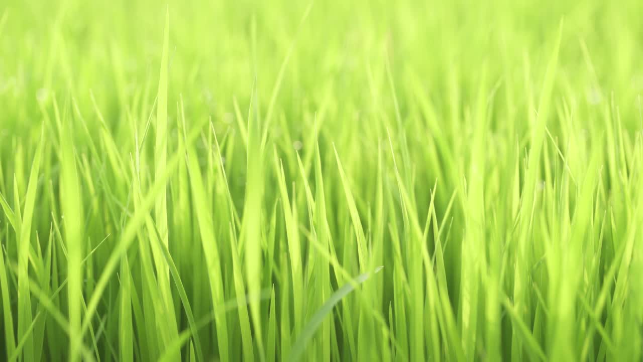 鲜亮的绿草在明亮的阳光照耀下随风摇曳。静态的镜头。4 k视频下载