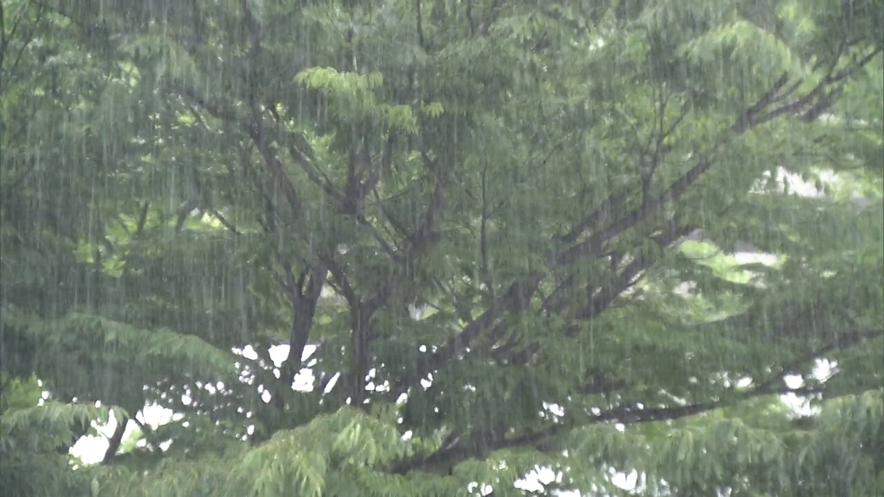 大雨中的树，千叶，日本视频下载