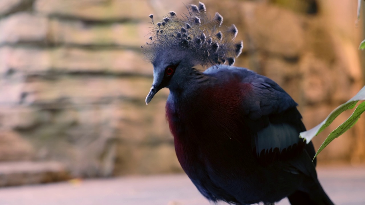 鸽子维多利亚加冕鸟，坐在地上，看着相机视频下载