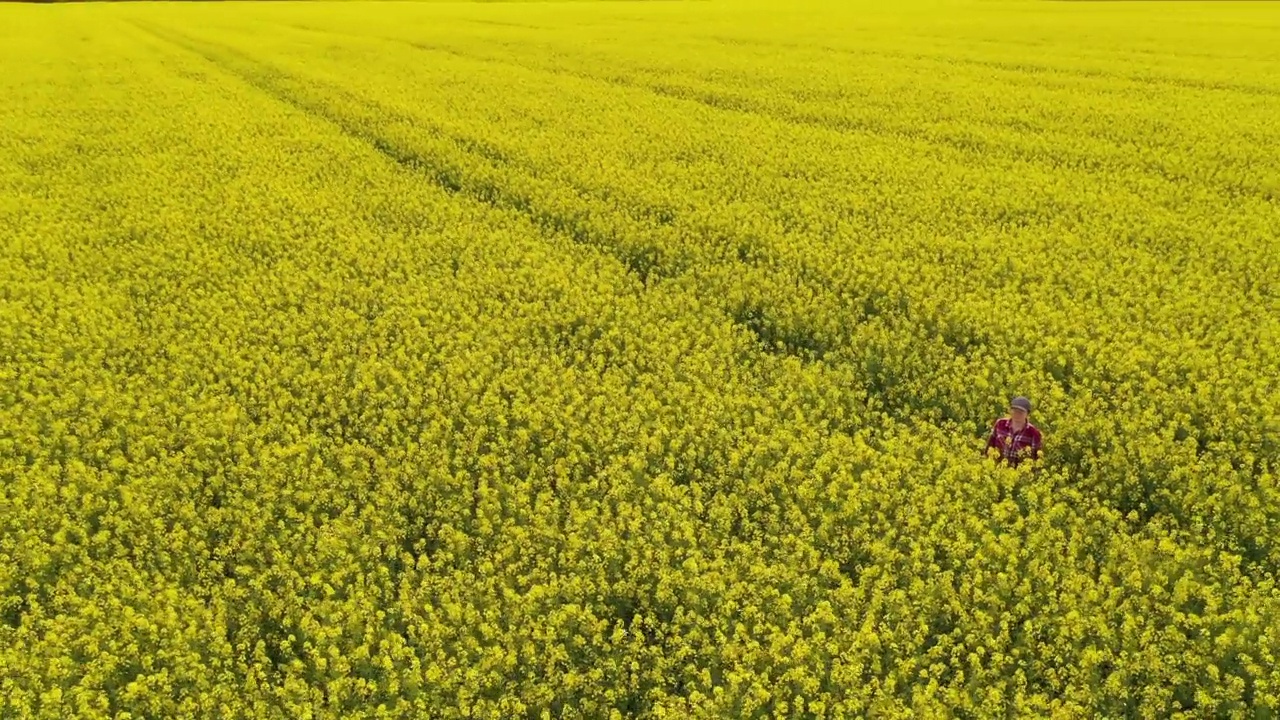 高角度的女农民检查开花的油菜籽作物。一位身穿红色格纹衬衫、头戴卡车司机帽的农学家正在油菜籽种植园工作视频素材