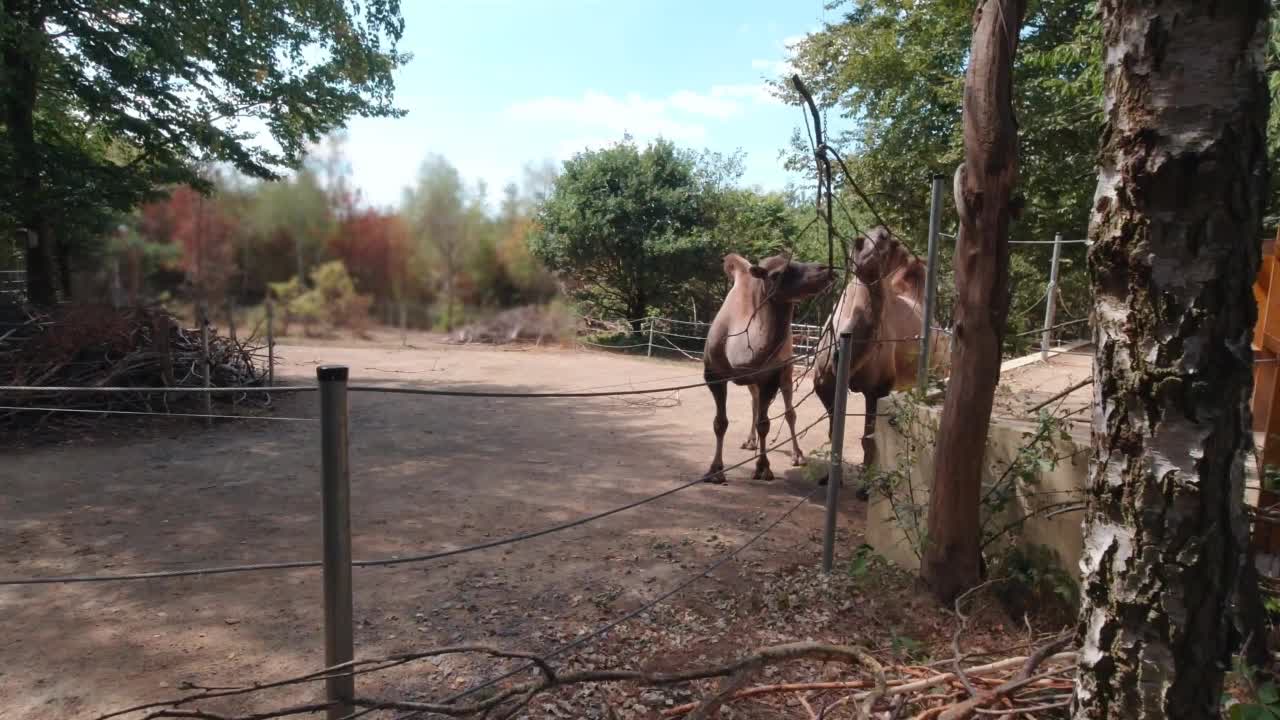 骆驼吃树枝的慢镜头视频下载