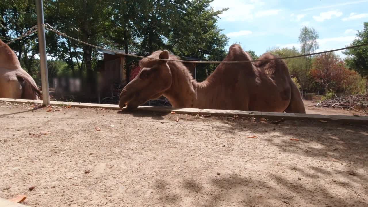骆驼在咀嚼慢动作视频下载