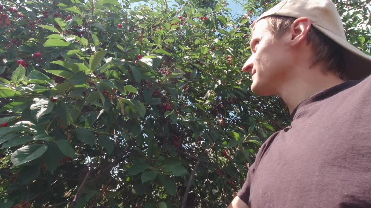 男人摘樱桃吃樱桃慢镜头视频下载