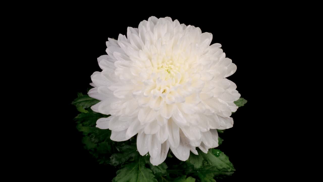 美丽的白菊花开放视频素材