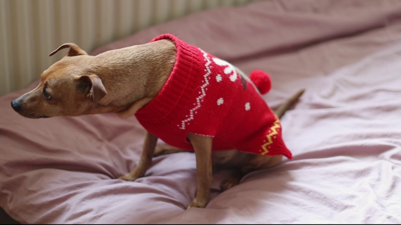 一只穿着红色圣诞毛衣的纯种迷你小猎犬坐在床上视频素材