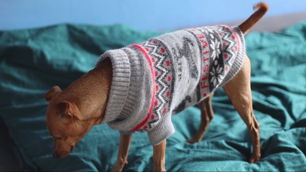 一只美丽的纯种棕色侏儒犬穿着灰色圣诞毛衣走在床上视频素材